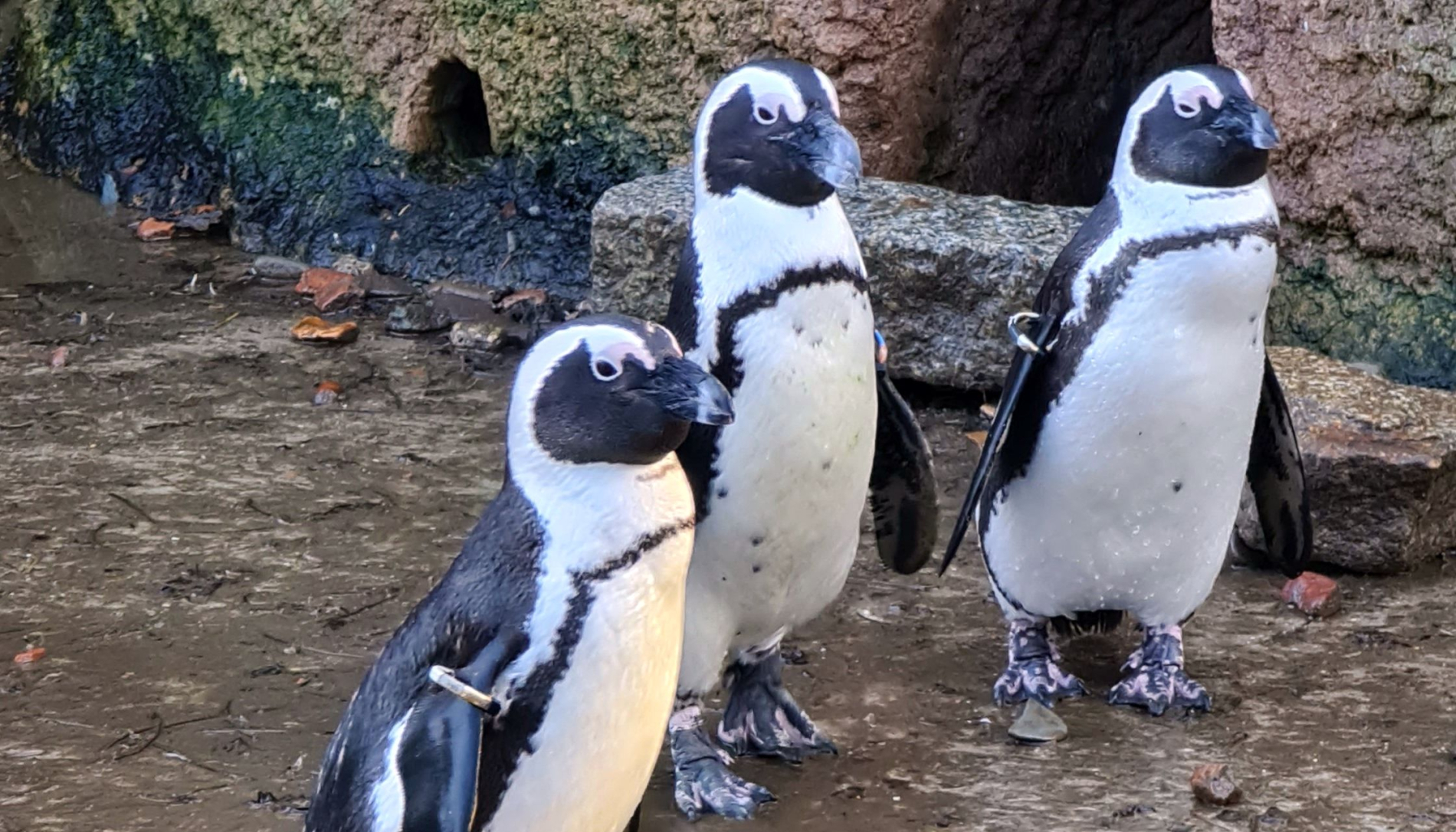 Zdjęcie trzech pingwinów
