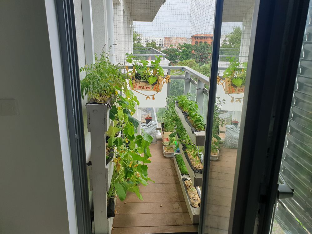 Balkon z zielenią