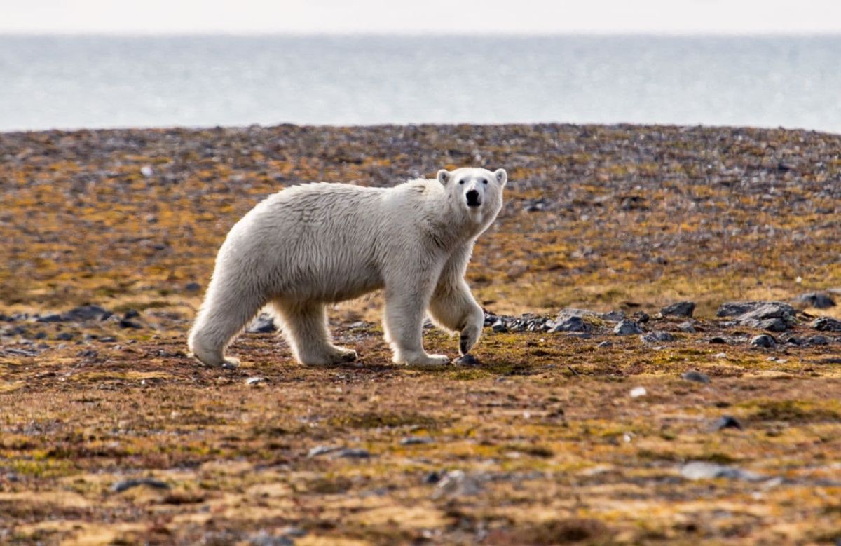 svalbard_niedzwiedz.jpg