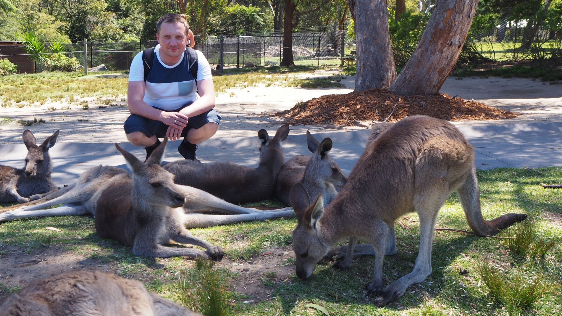 Dr Maciej Pieczarka w Australii z kangurami