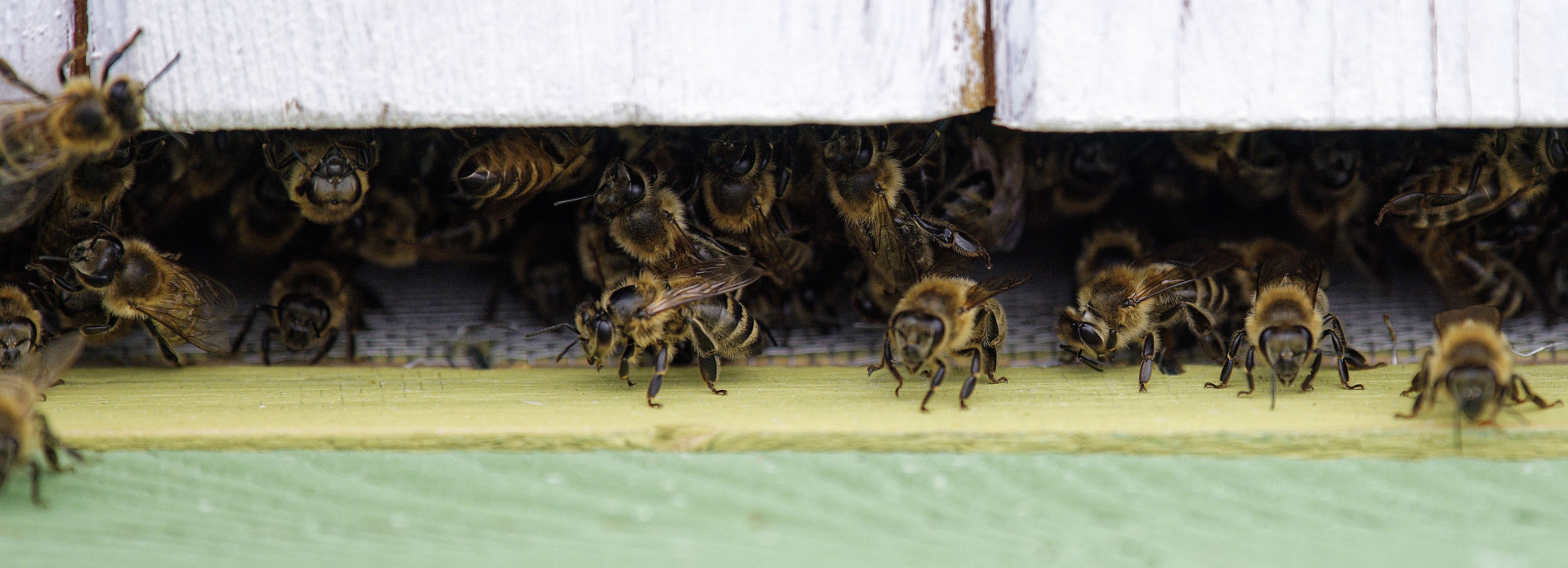 Pszczoły na wylotce - zdjęcie