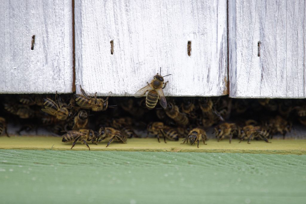 Pszczoły z Ulopolis