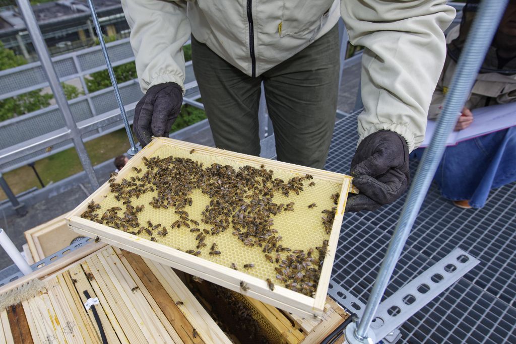Ramka z pszczołami - zdjęcie