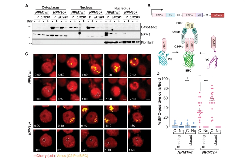 caspase-2.jpg